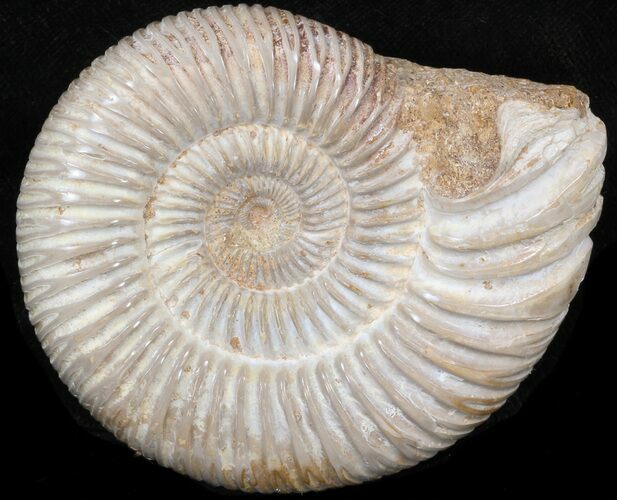 Perisphinctes Ammonite - Jurassic #38026